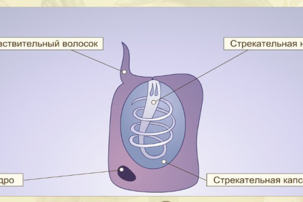 Кракен нов