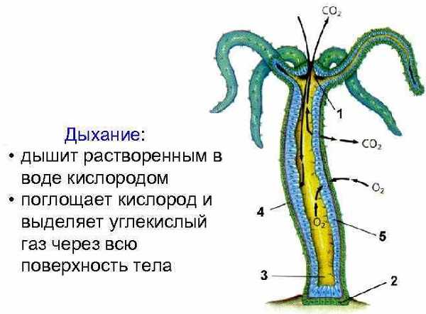 Kra35at