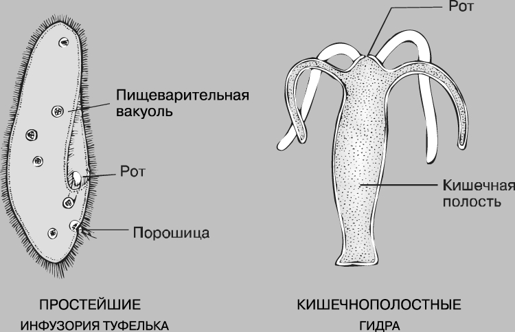 Кракен сайт ссылка kraken clear com